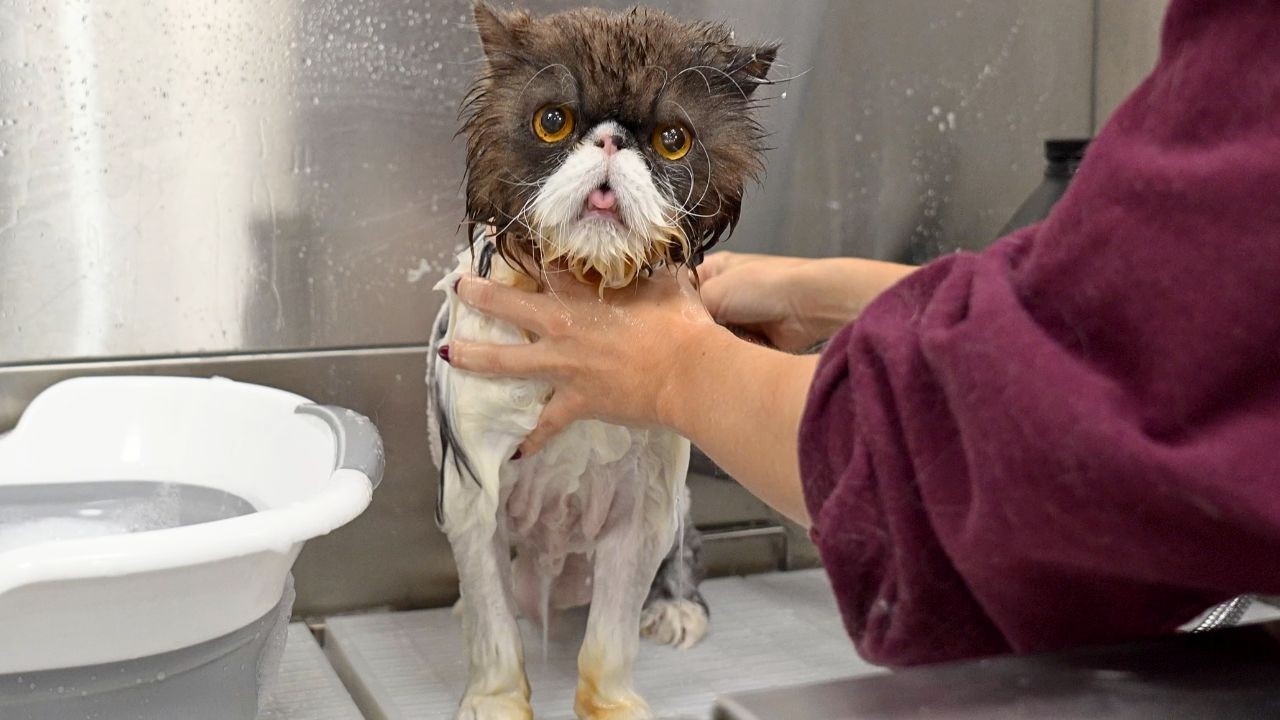 This Grumpy Cat's Glow Up is Comedy Gold