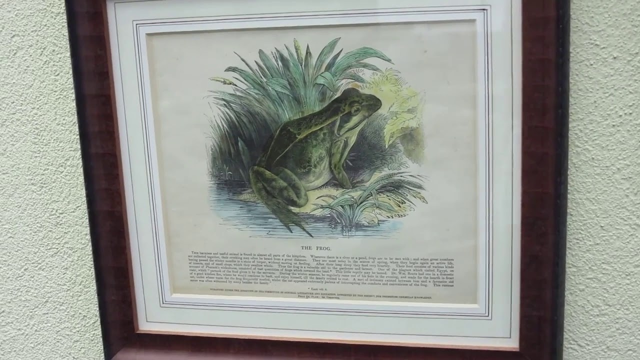 Frog Paradise 2015