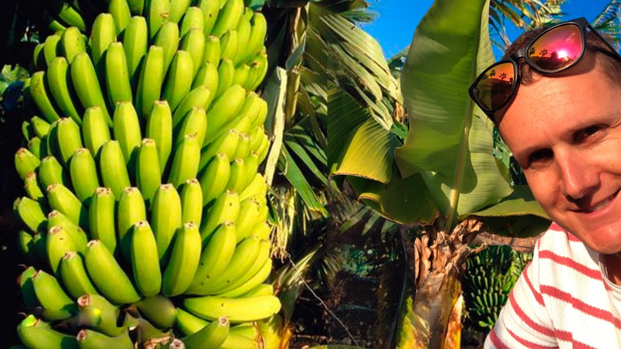 Banano Canario | COLTIVAZIONE e PROPAGAZIONE