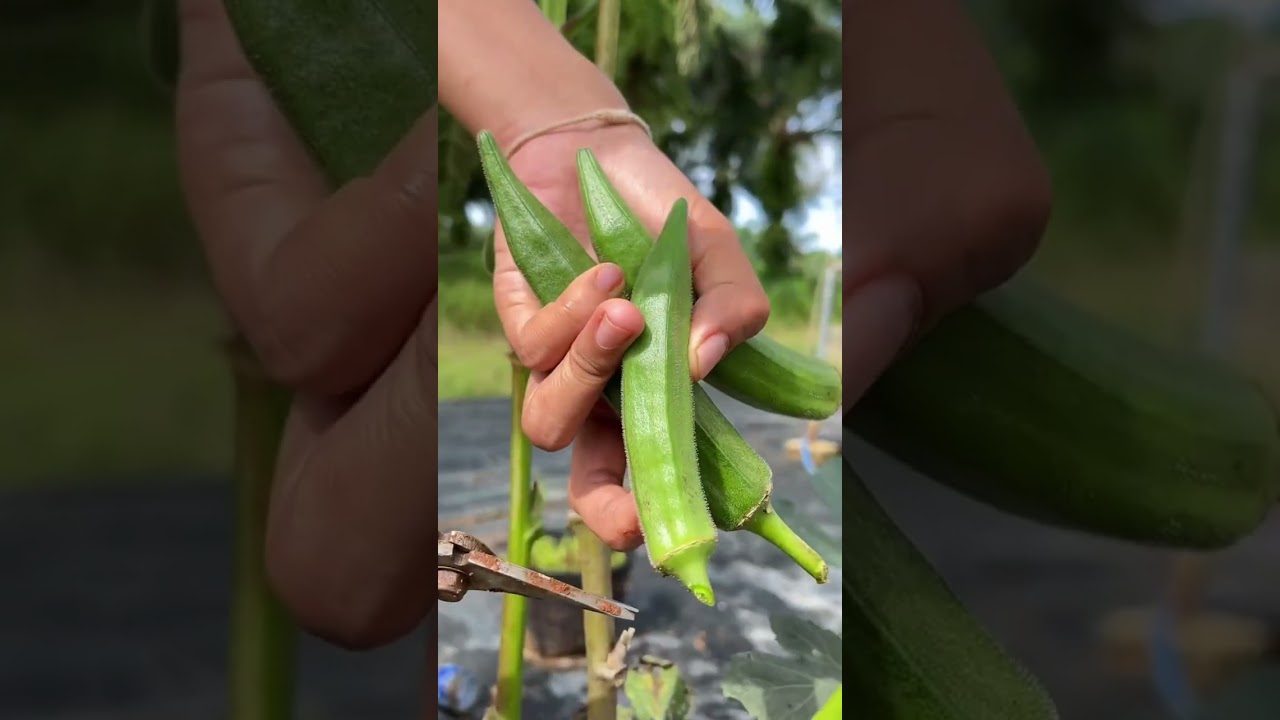 Garden Fresh: Harvesting Perfect Okra from My Orga