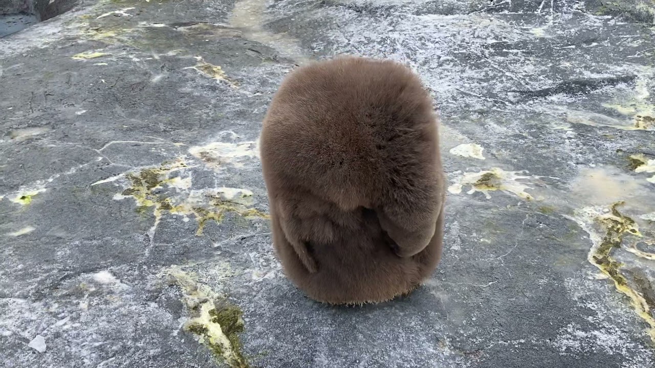 旭山動物園でキングペンギンの赤ちゃん誕生👶