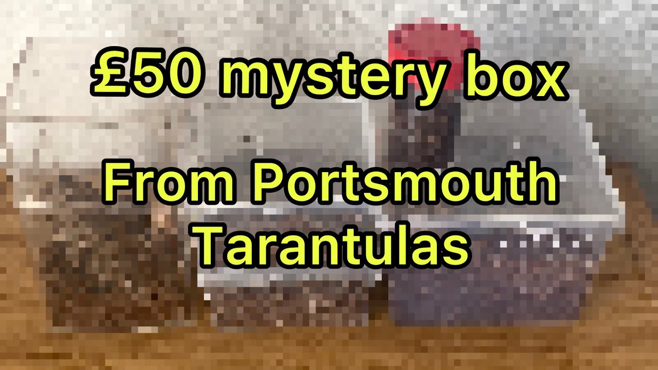£50 Mystery box 📦 from Portsmouth Tarantulas #tarantula #unboxing #mysterybox