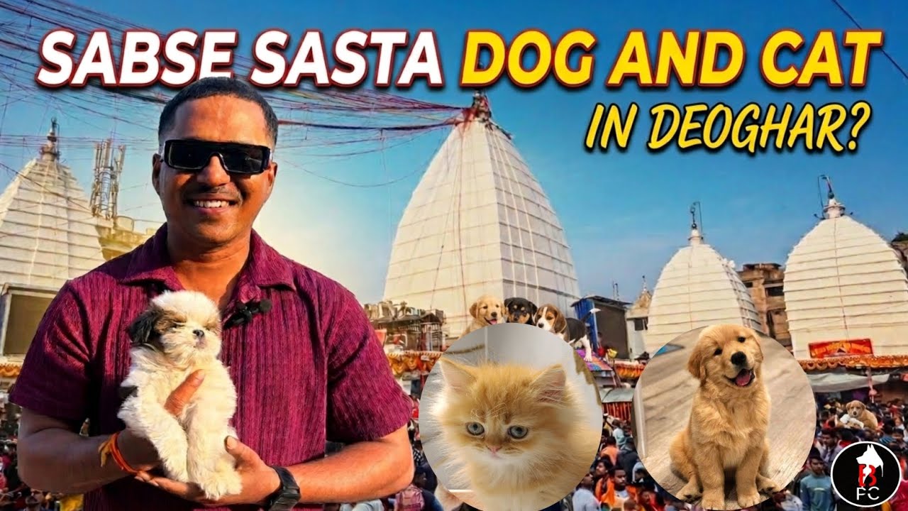 Deoghar Cheapest Dog and Cat Market ???⚡🔥💥 #deoghar #puppy 