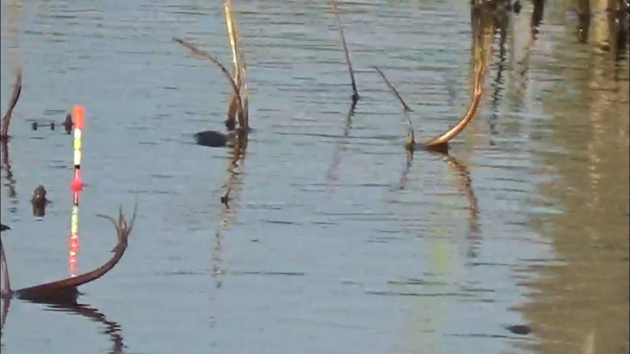 spot ini ikan nya sangat banyak, mancing di spot viral Banjarmasin