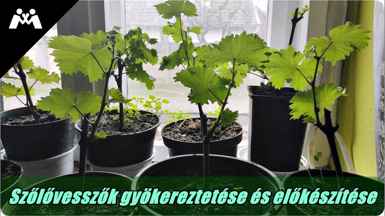 Szőlővesszők gyökereztetése és előkészítése egyszerűen