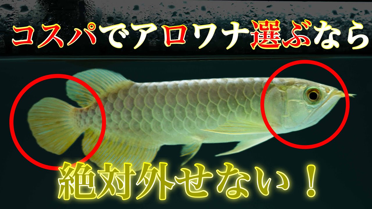 【ショップ訪問】この品質でこの価格！コスパ最高の過背金龍！　熱帯魚　アクアリウム #大型魚 #アジアアロワナ #aquarium #古代魚 #アロワナ #熱帯魚