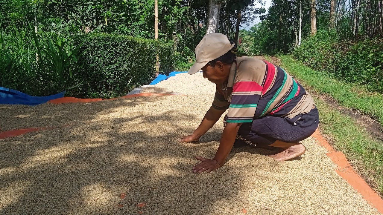 CARA MENJEMUR PADI 