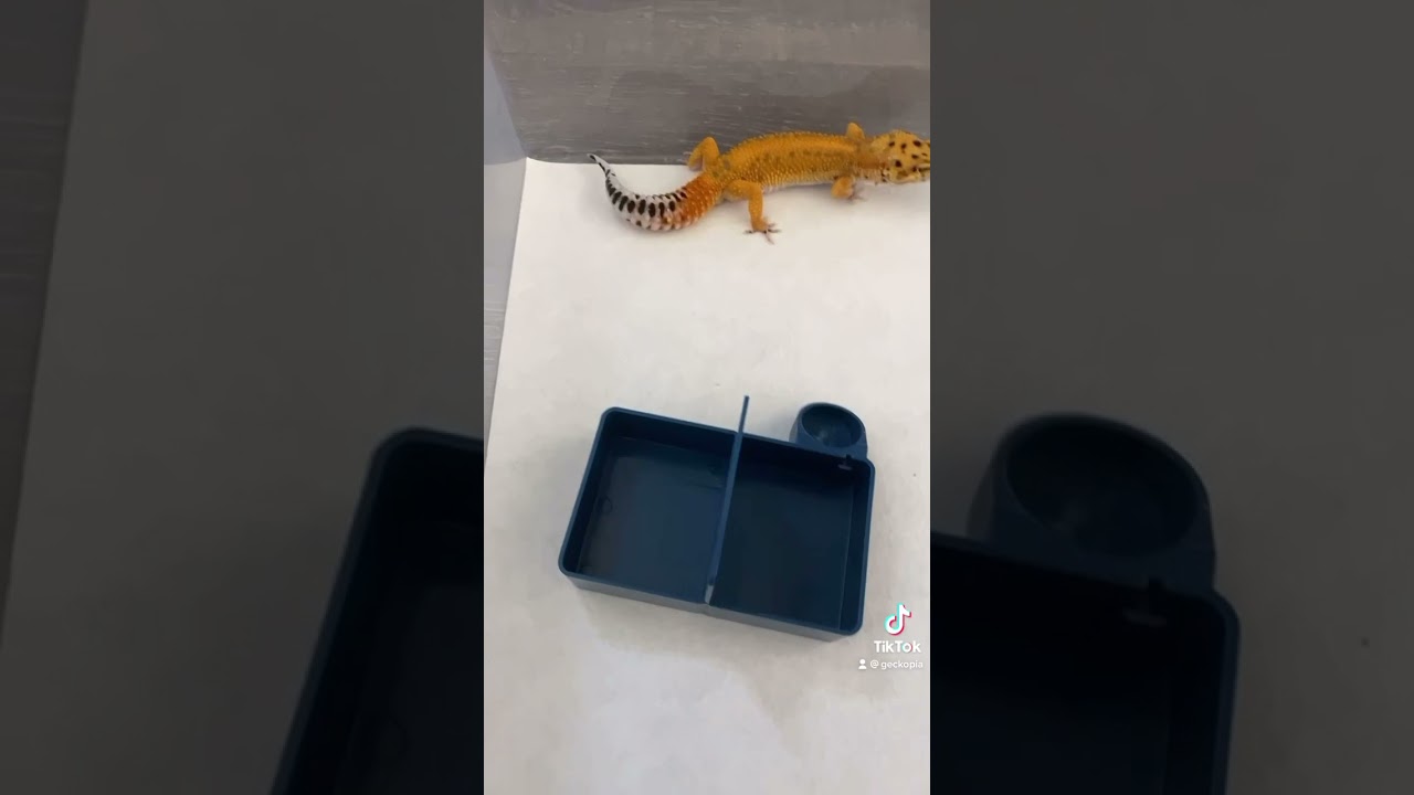 Как тренировать геккона 😋