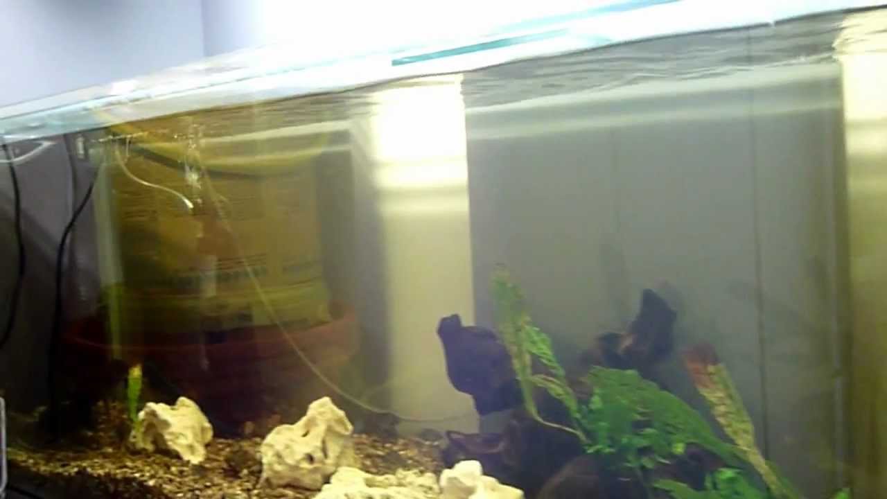 Orange Blotch Peacock Breeding Pair #2