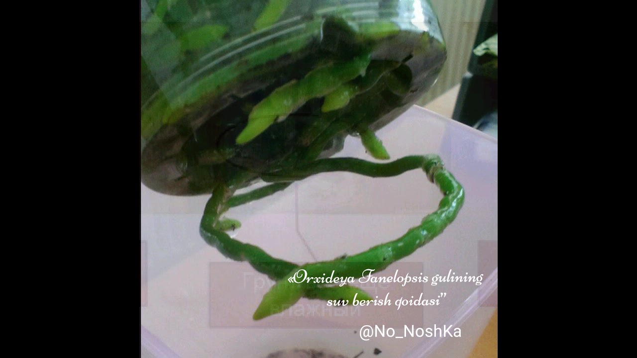 Orxideya Fanelopsis gulining suv berish tartibi.