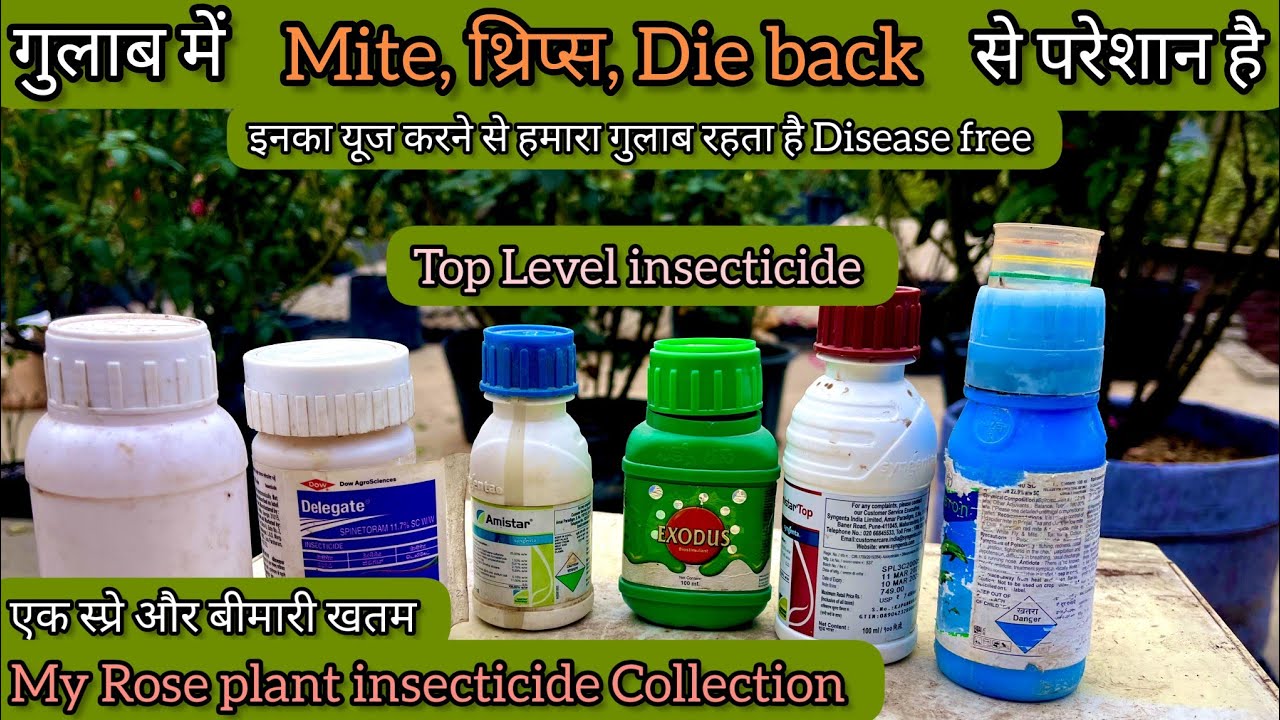 गुलाब🌹की Top level Medicenes जिससे, Rose Plant रहता है Disease free 🌿 ।