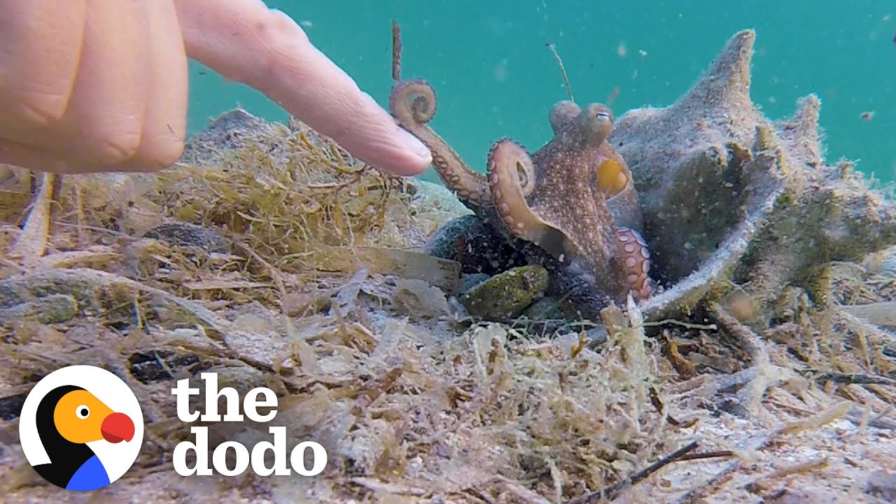 Wild Octopus Is Always Excited To See His Human Best Friend | The Dodo Wild Hearts