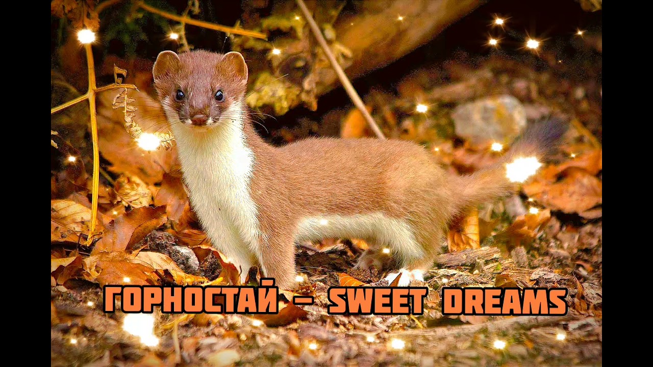 Горностай - Sweet Dreams|Шоу "Маска-4"|[8-Выпуск🍂]
