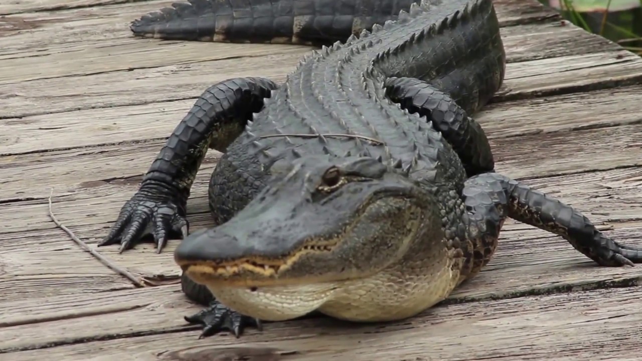 Welcome to Grand Bay (Documentary)