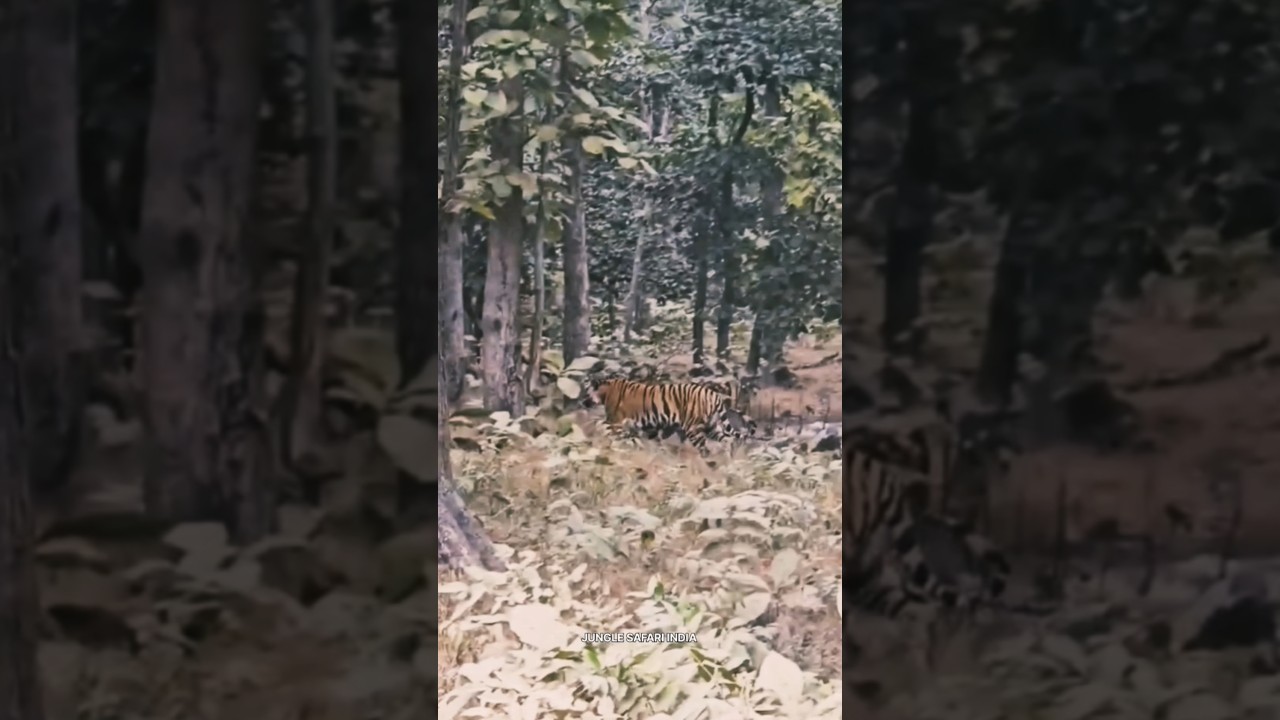 Panna Tiger Reserve||Jungle Safari me Denst forest me chalte Tiger ki sighting hui||