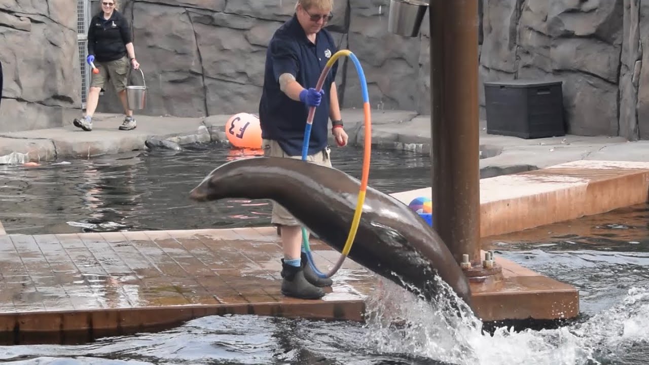 The Sparky show at Como Zoo St. Paul, Minnesota (sea lions & gray seal presentation) Sept. 22, 2022