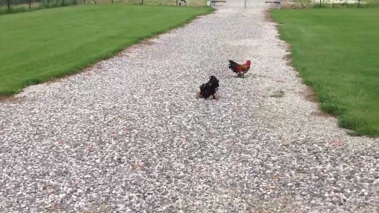 PULCINI OCA E POLLI ORNAMENTALI