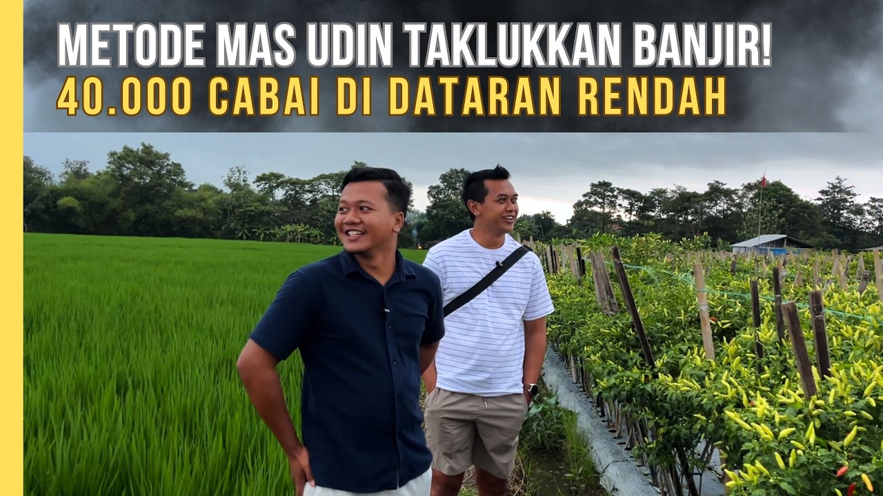 Metode Mas Udin Sukses Taklukkan Lahan Banjir 40.000 Cabai Di Dataran Rendah Berlumpur