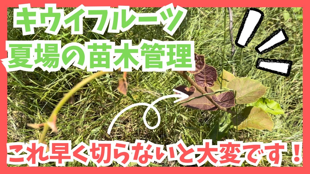 【キウイフルーツ】夏場の苗木管理
