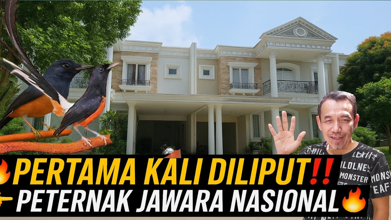 PERTAMA KALI DILIPUT‼️ RUMAH MEWAH PETERNAKAN MURAI JUARA NASIONAL🔥 BINTANG MURAI CIKARANG BIRDFARM