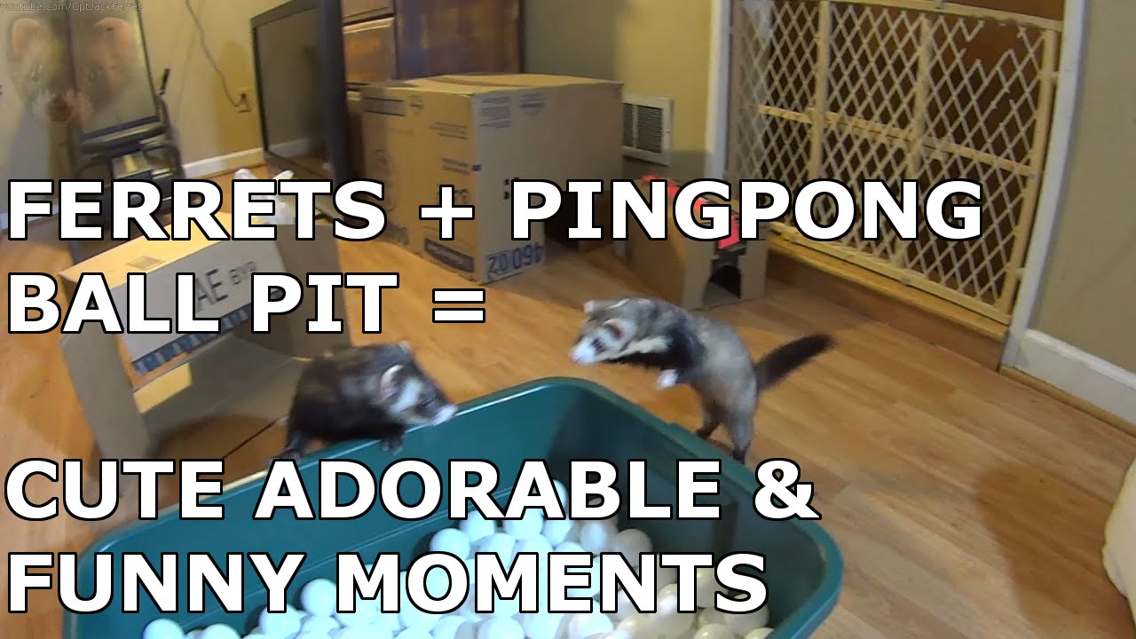 Ferrets + Pingpong Ball Pit = Cute Adorable & Funny Moments