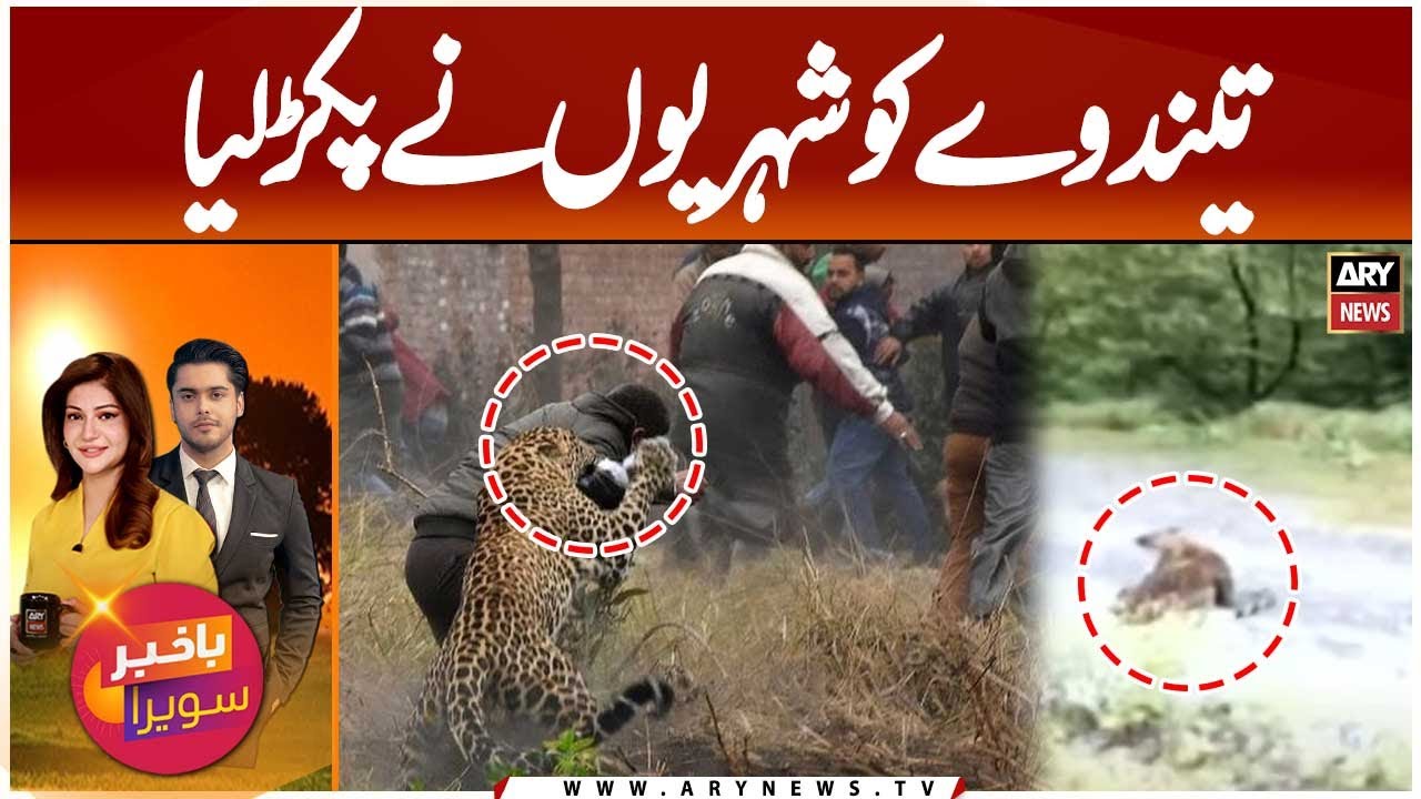 Leopard Captured by Locals in Abbottabad | Wild Animal Enters Residential Area