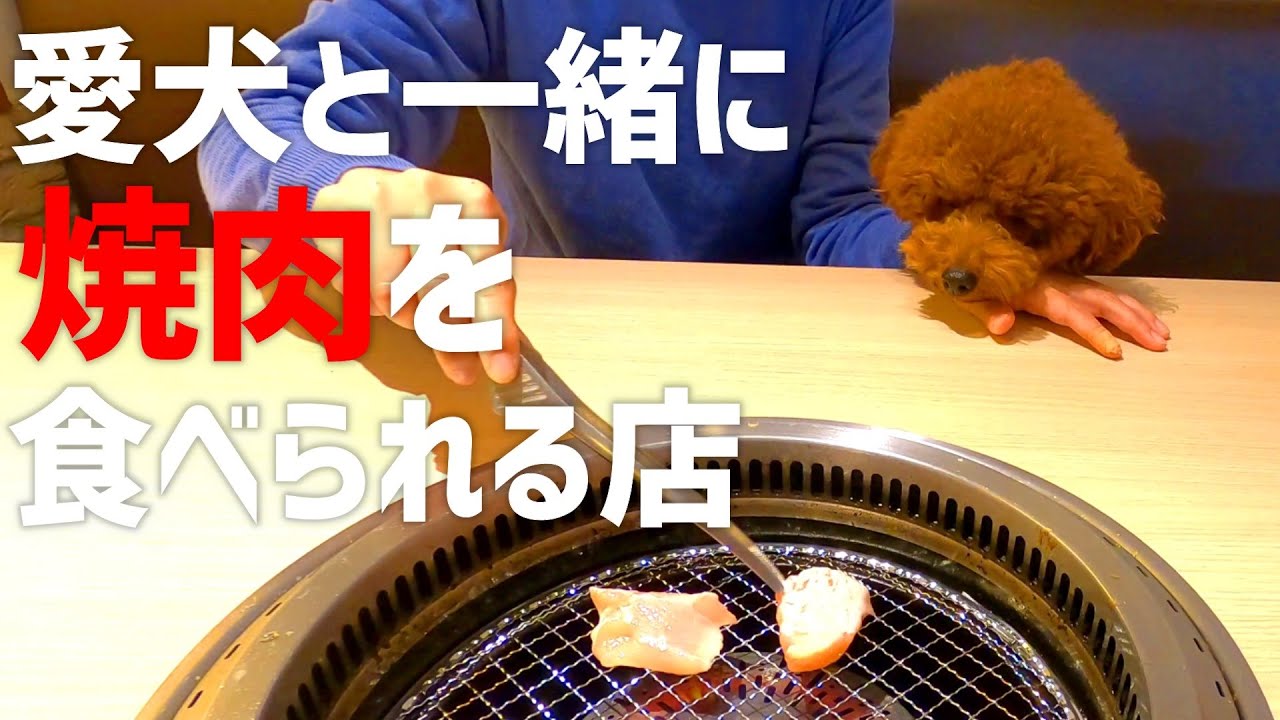 【うしすけ】初めての焼肉に大興奮！愛犬と一緒に焼肉を食べられるお店に行ってきました