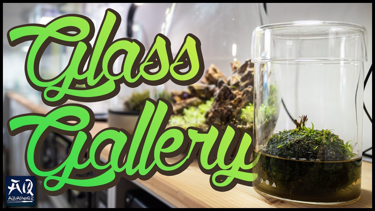 The Glass Gallery (4k Wabikusa Porn) | AquaOwner