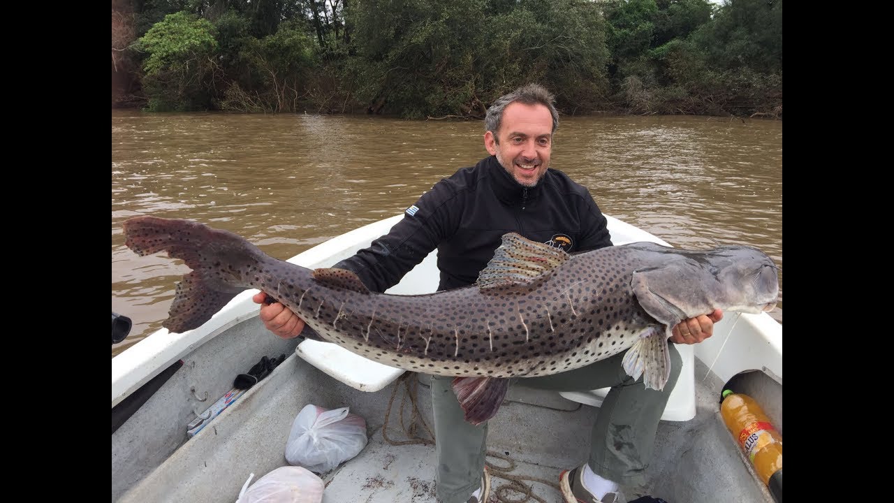 Pesca de Surubi 2017 - impresionante mas de 50 kilos