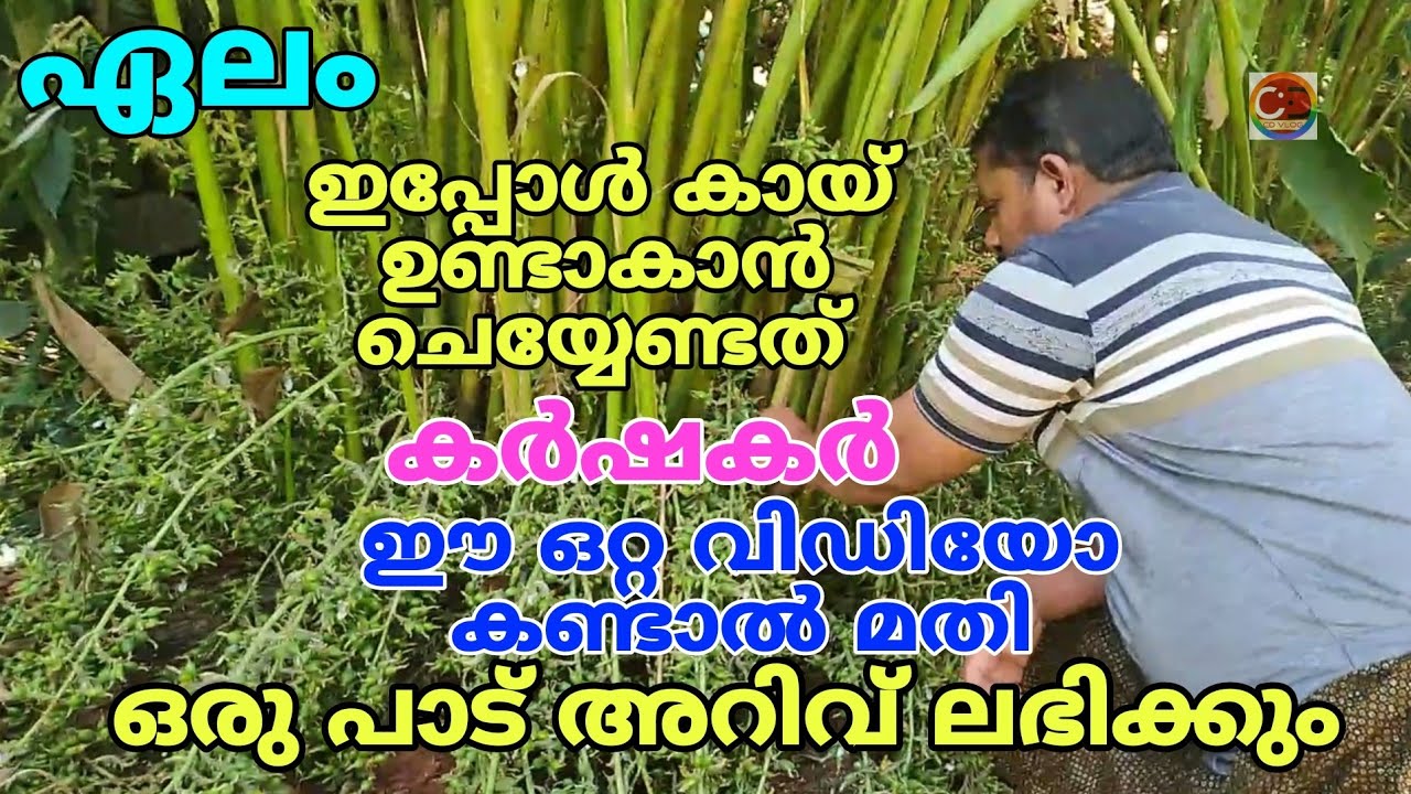 ഏലം / കർഷകർ ഈ ഒറ്റ VDO കണ്ടാൽ മതി / ഒരു പാട് അറിവ് ലഭിക്കും / ഒക്ടോബർ മാസ ത്തിലെ  കായ് സെറ്റിംങ്ങ്