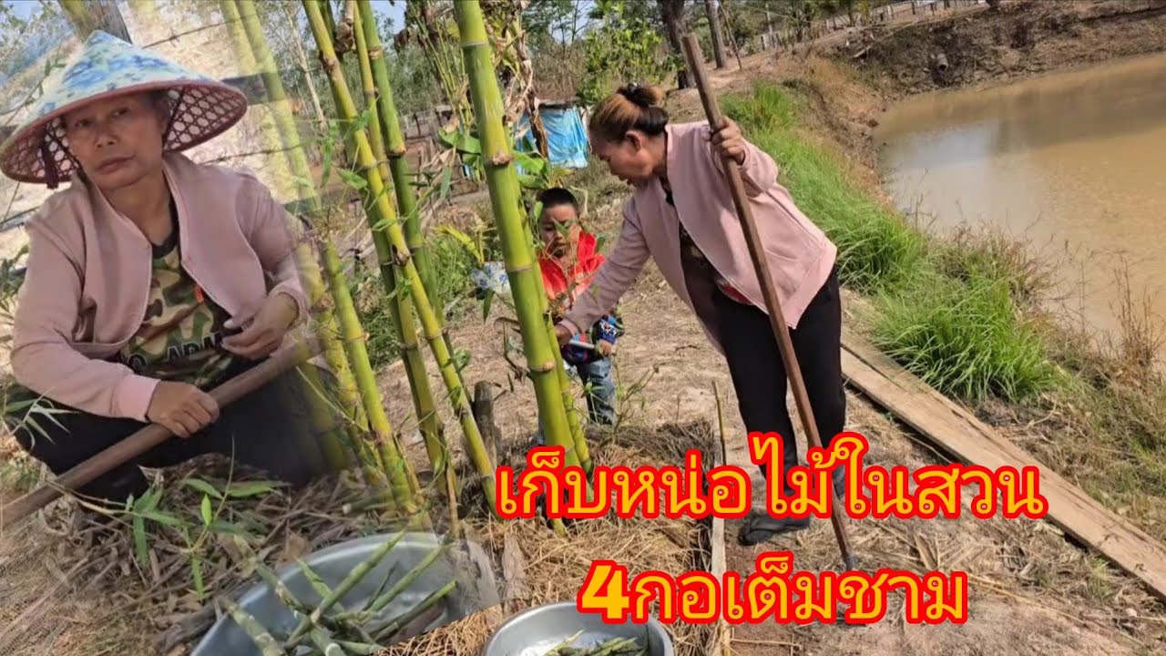 #ลมหนาวอยู่เบิดปีหาหน่อไม้ในสวนกับเจ้ดำเเกงเที่ยง4กอเต็มชาม