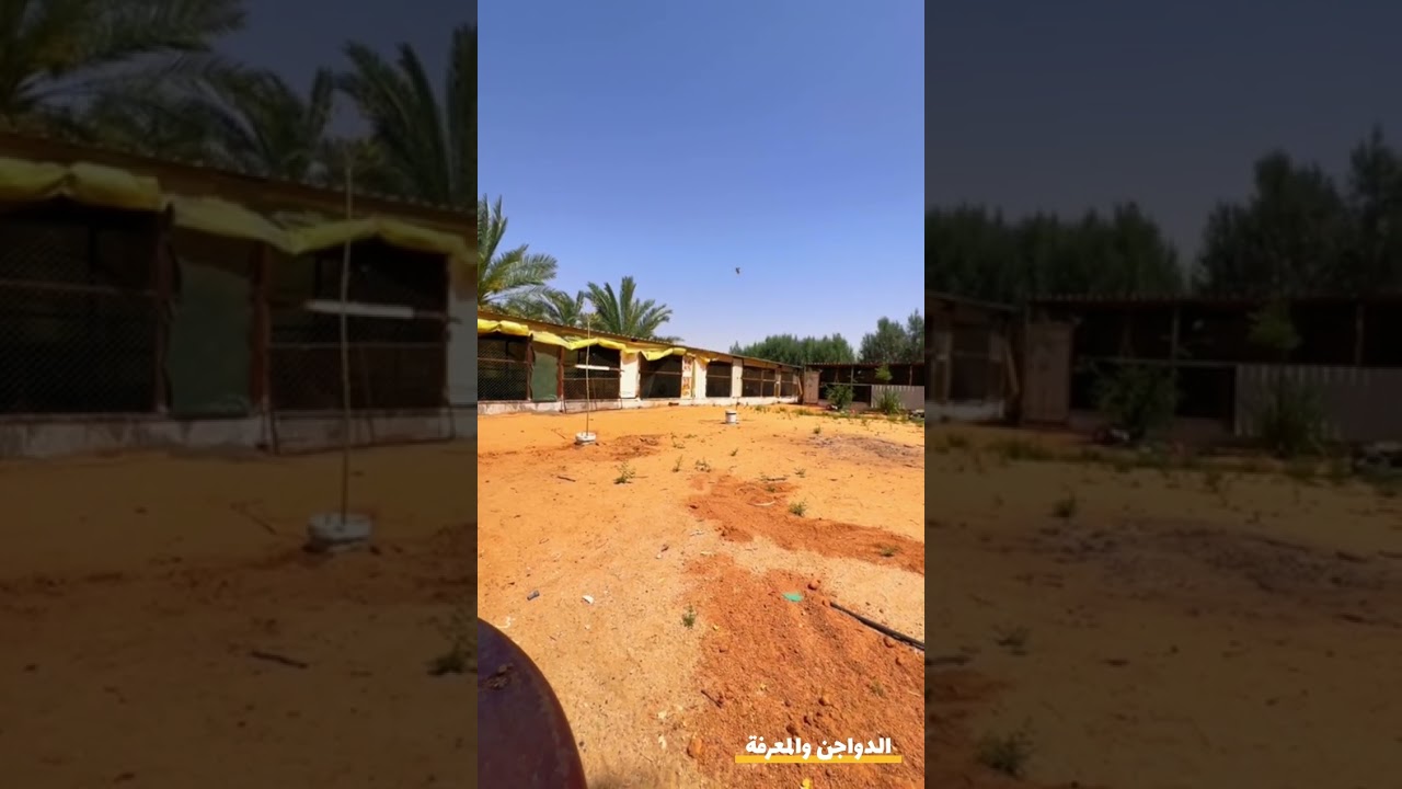 يومياتي في المزرعة /رجعنالكم