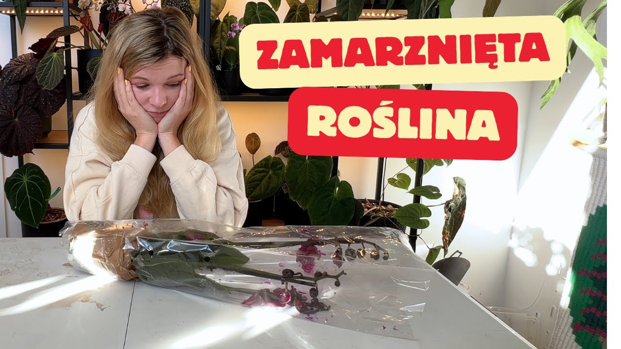Otwieram zamarzniętą roślinę. DRAMAT