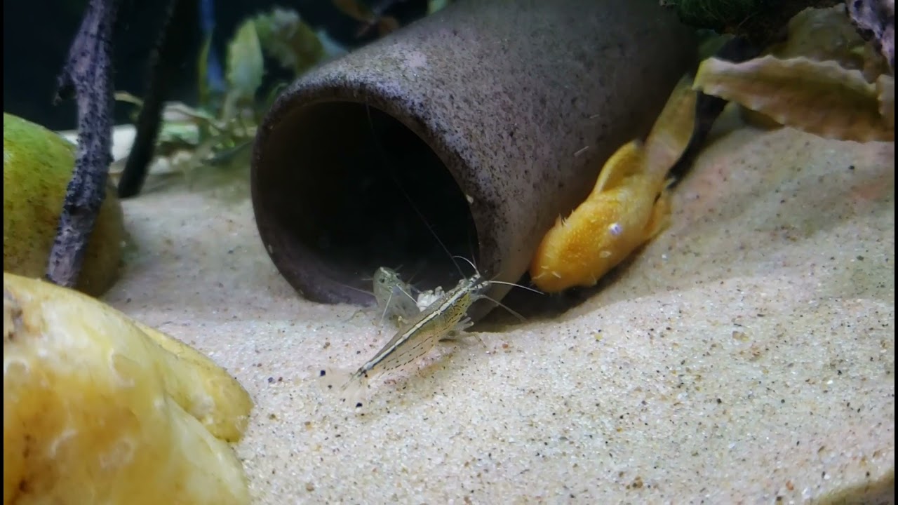 Amano Shrimp Steal Bristlenose Pleco's Food