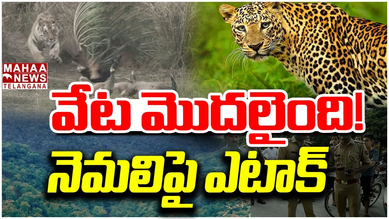 వేట మొదలైంది, నెమలిపై ఎటాక్ | Tiger Attacks on Peacock | Tiger Hulchal in Nandyala District