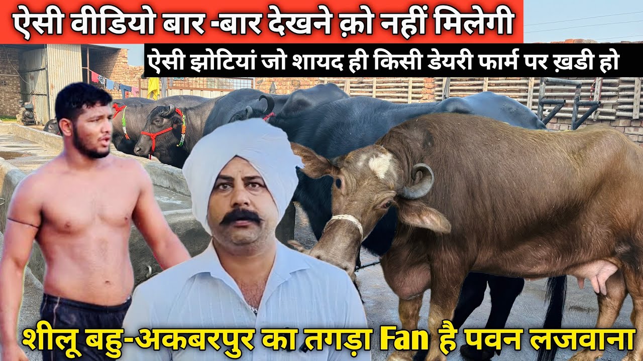 पवन लजवाना डेयरी फ़ार्म पर सारी झोटी वो भी एक से बढ़कर एक || अपने जंगल की | Pawan Lajwana Dairy Farm