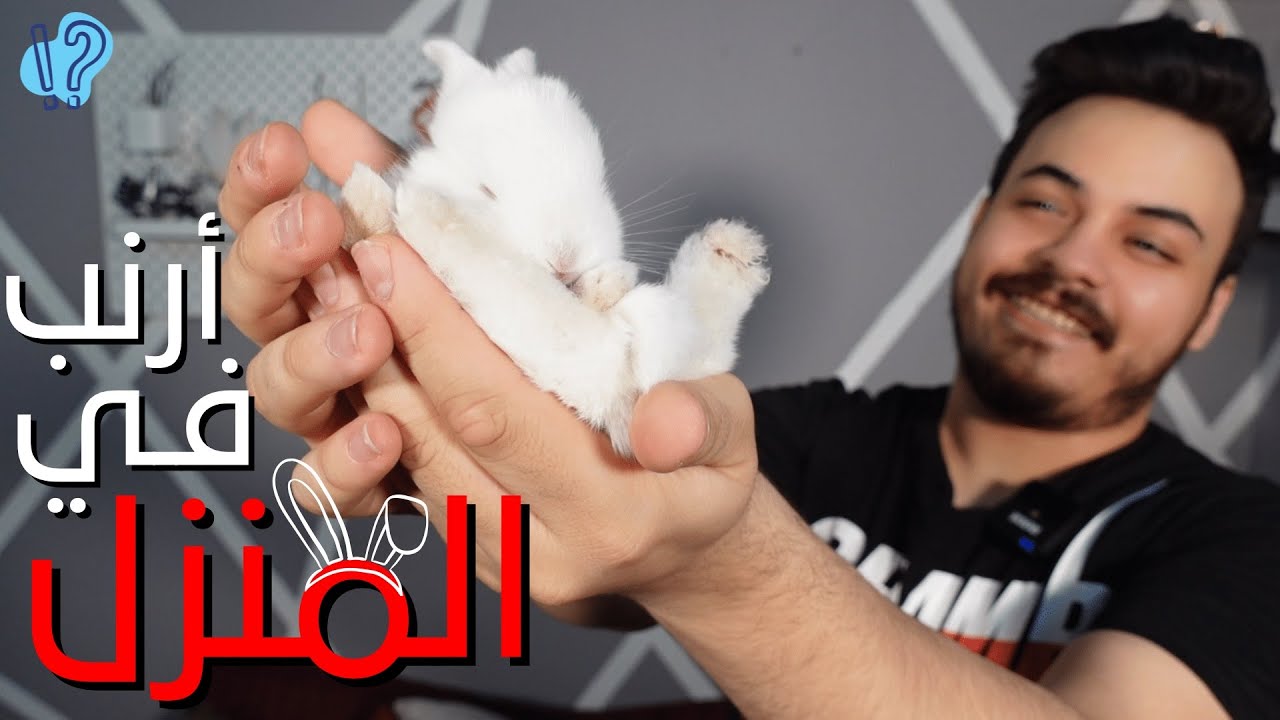 اشتريت ارنب صغير رهيب | تربية الأرانب في البيت فكره حلوه ؟