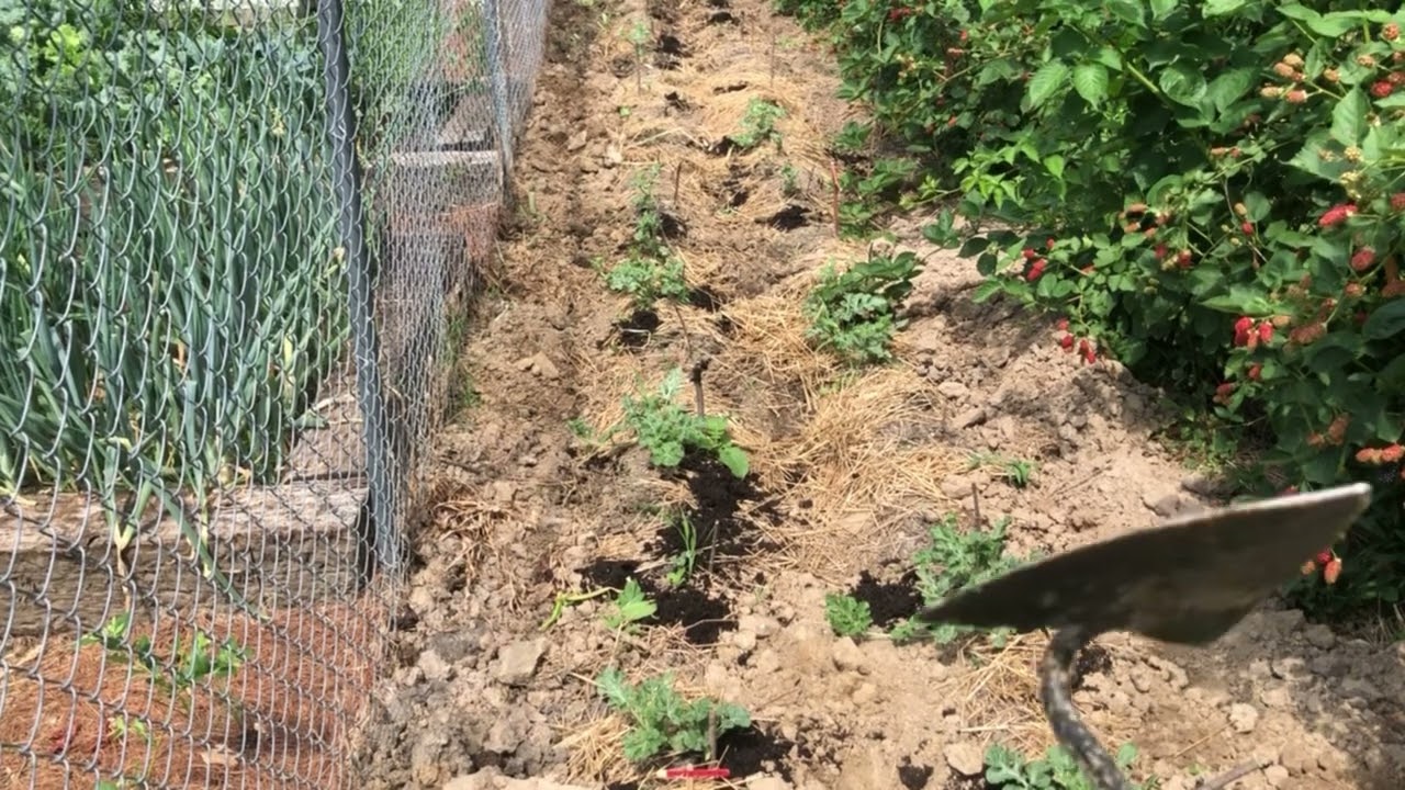 Cultivating Watermelon Patch For Weed Control And Fertility Management