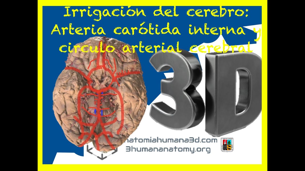 Irrigación cerebral: Arteria carótida interna y polígono de Willis. Con esto no necesitarás más