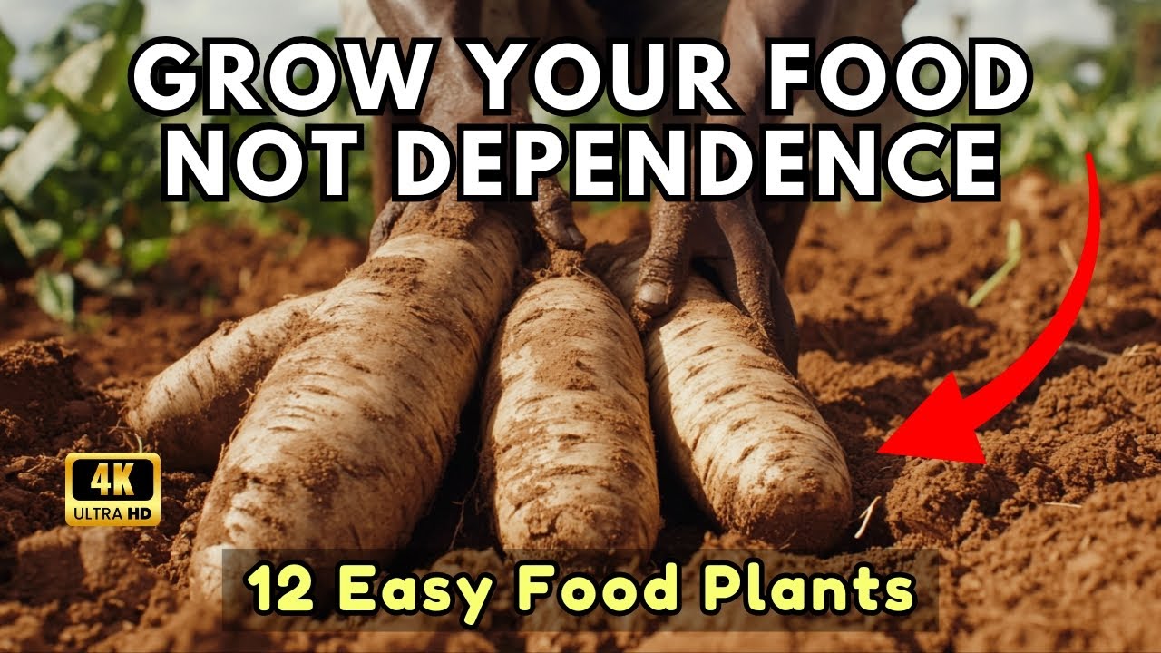 Grow Your Own 12 Simple Food Plants Before You Depend Too Much on Stores