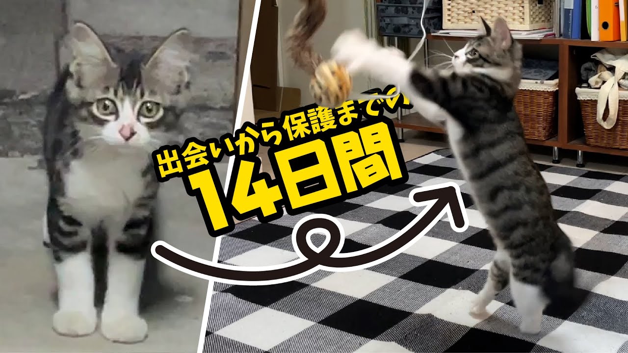 子猫との出会いから保護までの14日間