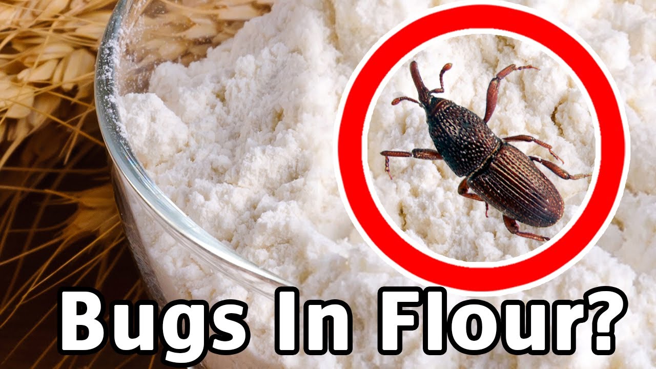The Secret Trick to Getting Rid of Bugs in Flour!