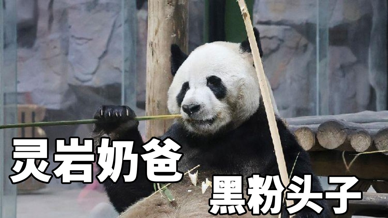 栾动有爱的动物园和有爱的饲养员，栾动不仅将灵岩和迈迈照顾的很好，还给大家带来那么多的快乐！#大熊猫灵岩 #大熊猫迈迈 #栾川竹海野生动物园 #来这吸熊猫 #不止我一个想rua大熊猫