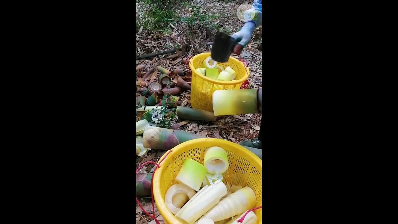 Amazing Cutting Bamboo Shoot 11 | Fresh Bamboo