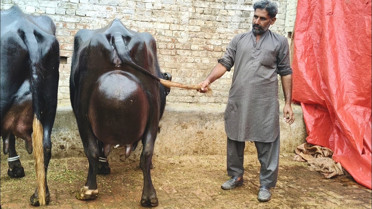 علی عباس ساروکی5بلکل سجری سوئی بھینسیں برائے فروخت10فروری2026 apna surkyian channel 