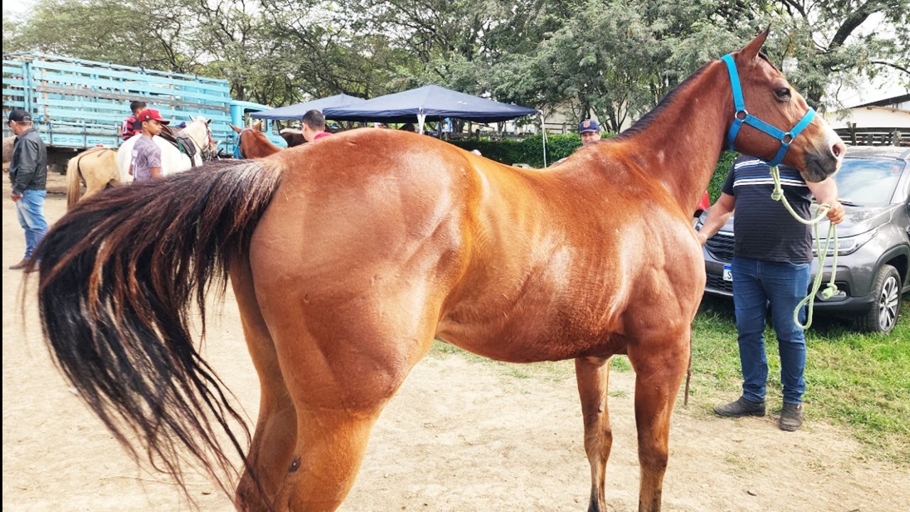 FEIRA DE CAVALOS EM CARUARU-PE  22-07-2025 #nordeste