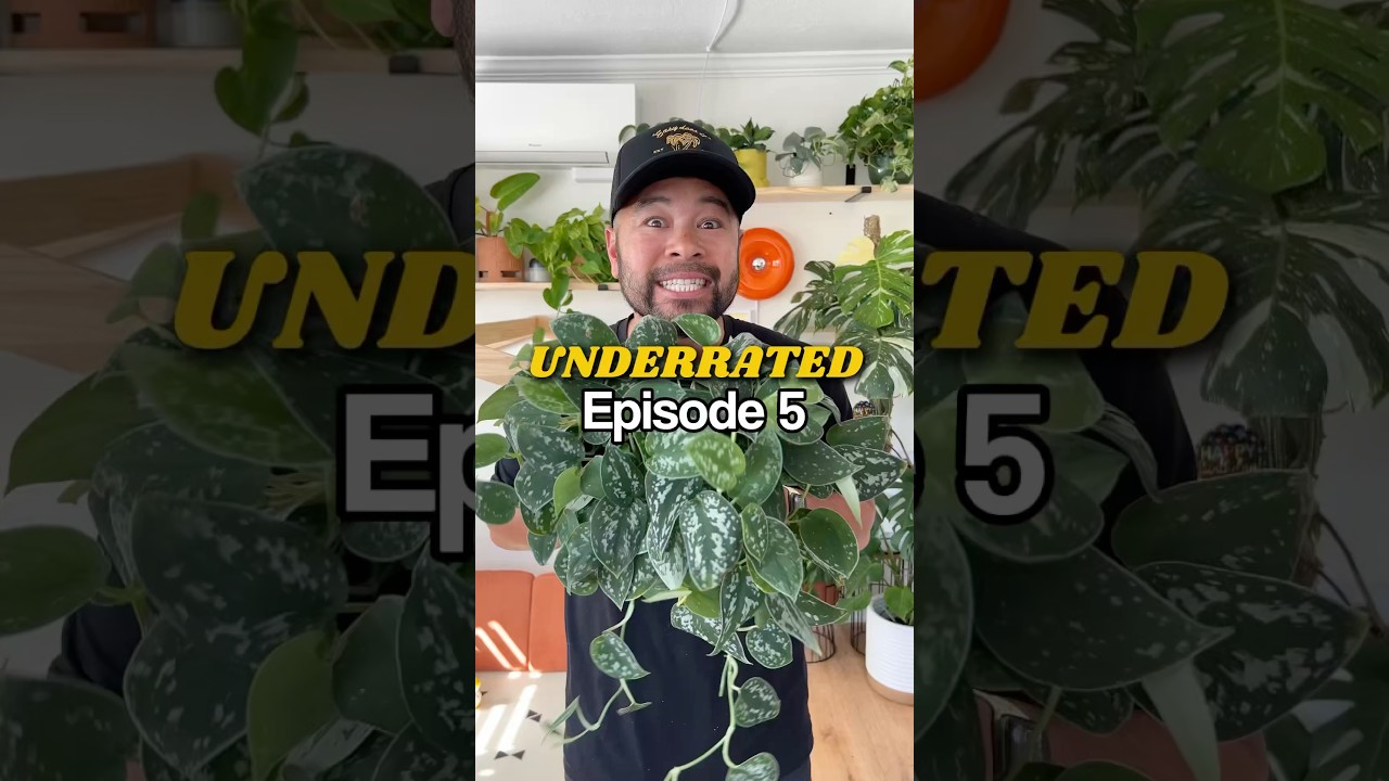 Scindapsus pictus, простое в уходе растение 🪴👍🏽 #plantdad #plantcare #scindapsus
