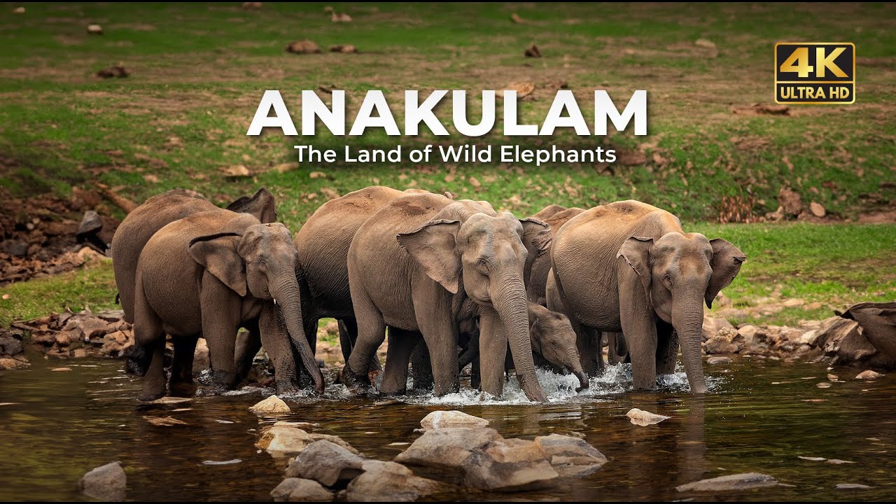 Anakulam - Elephant view point 🌿🐘 | Mankulam | Idukki