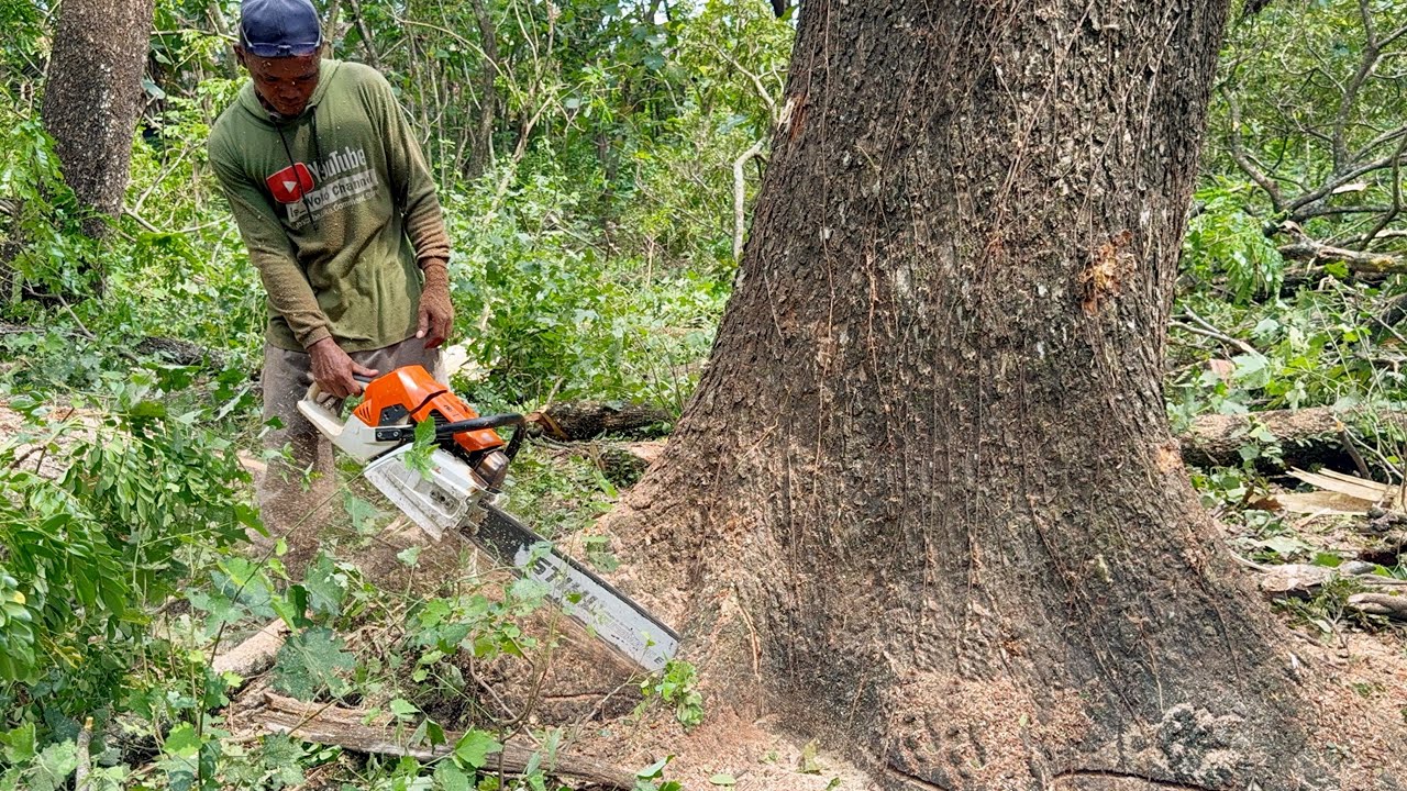 Amazing skill... Cutdown a decades-old trembesi tree‼️