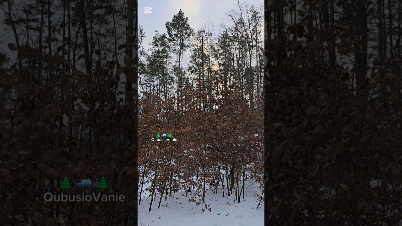 🌲🚙🌲QubusioVanie 2025.01 "No to idę dalej" ❄️ 